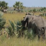 Elephants in Murchison Falls National Park