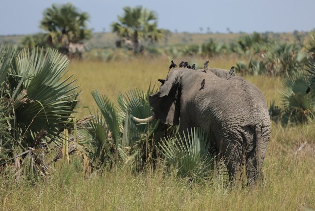 Elephants in Murchison Falls National Park