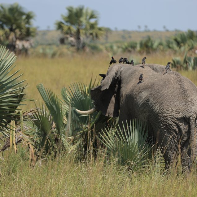 Murchison Falls National Park