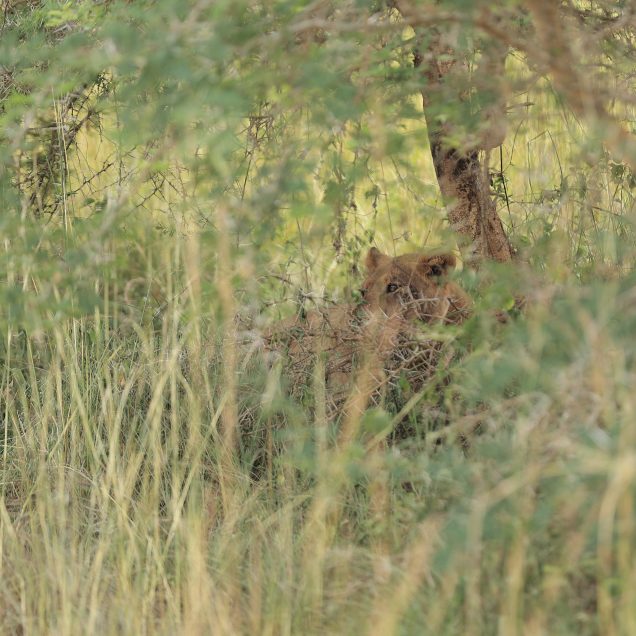 Uganda National Parks