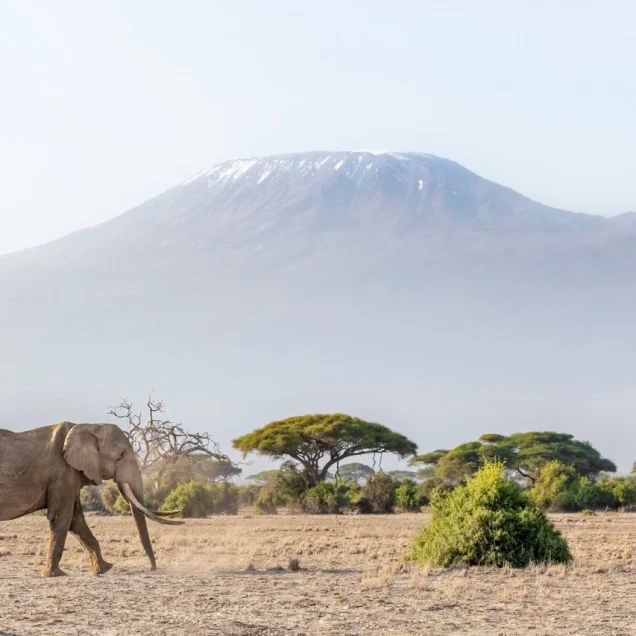 Amboseli National Park
