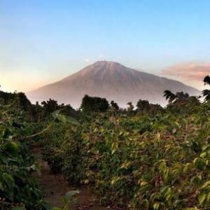 Arusha coffee plantations