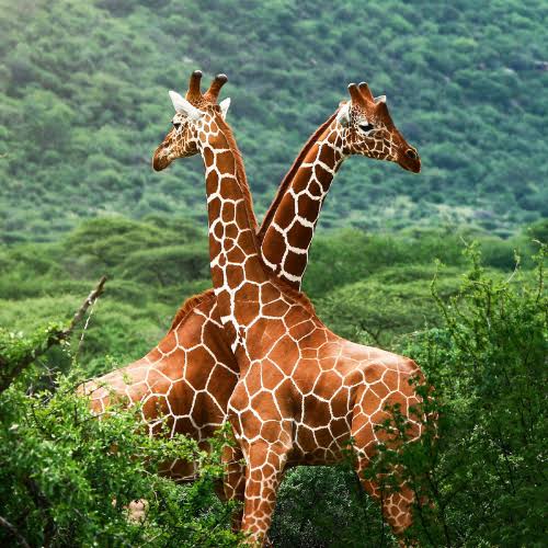Giraffes