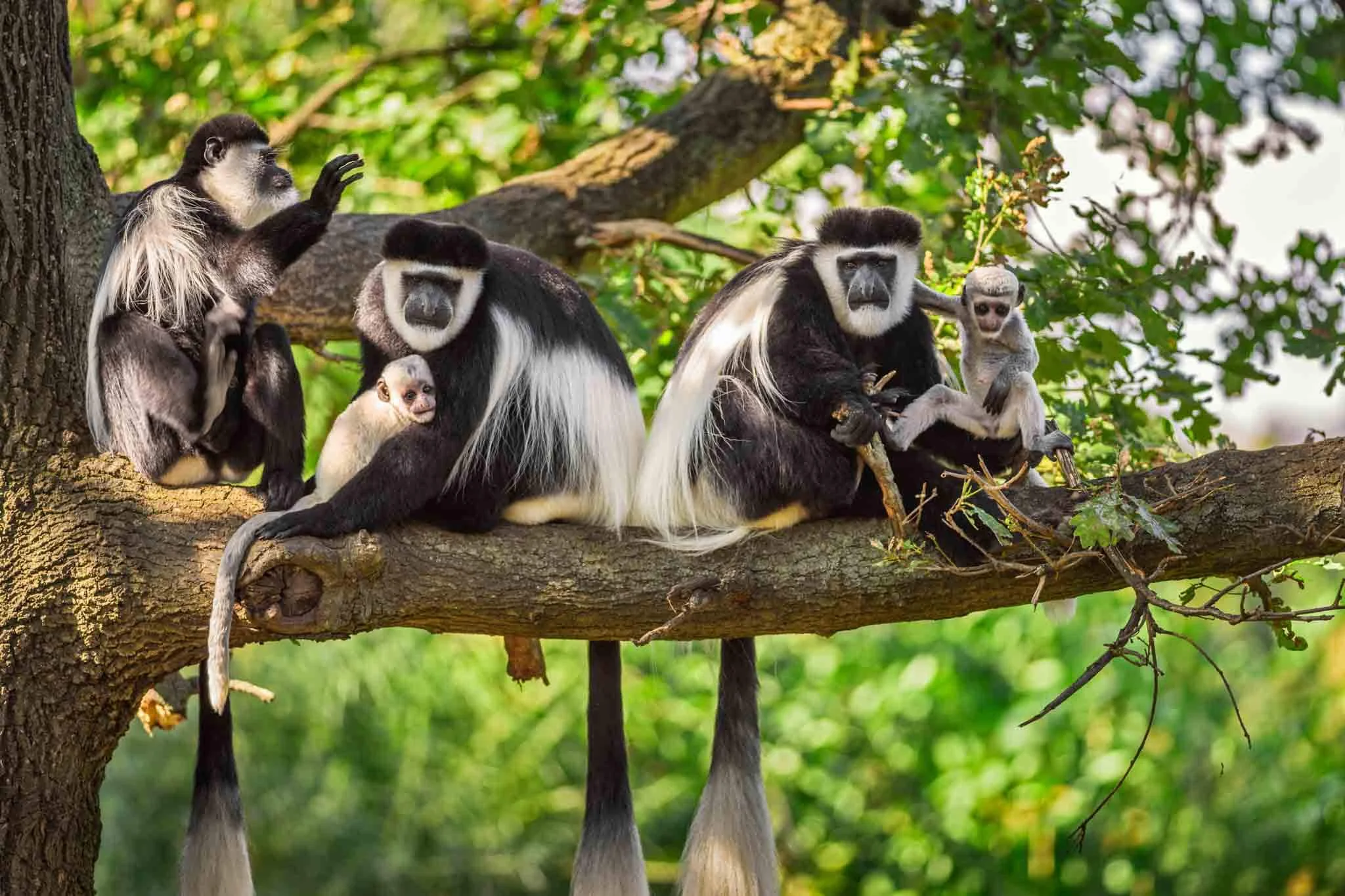 Arushha NP-colobus-1