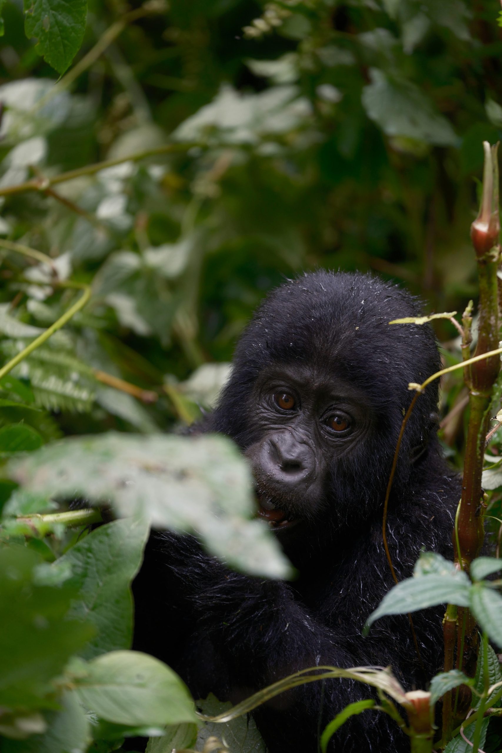 Gorilla
