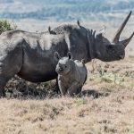 rwanda national Parks- Rhinos