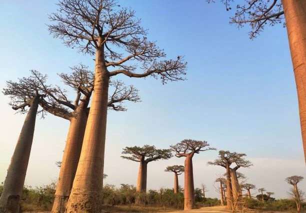 Tarangire Boabab Trees