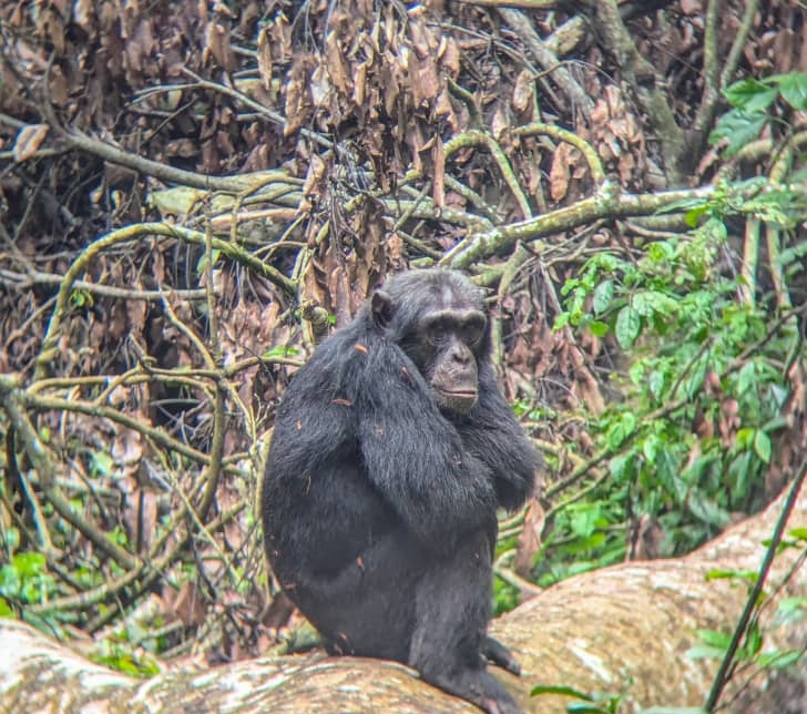 Budongo Chimp