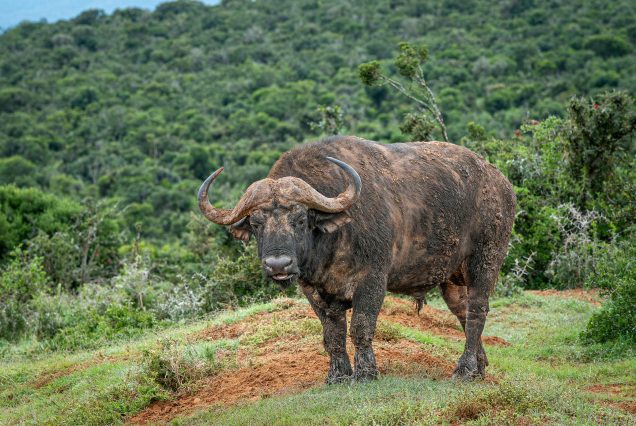 Bufalo