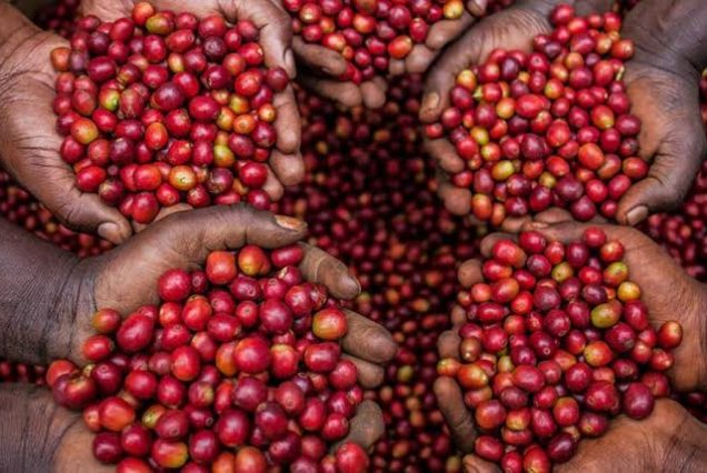 coffee beans
