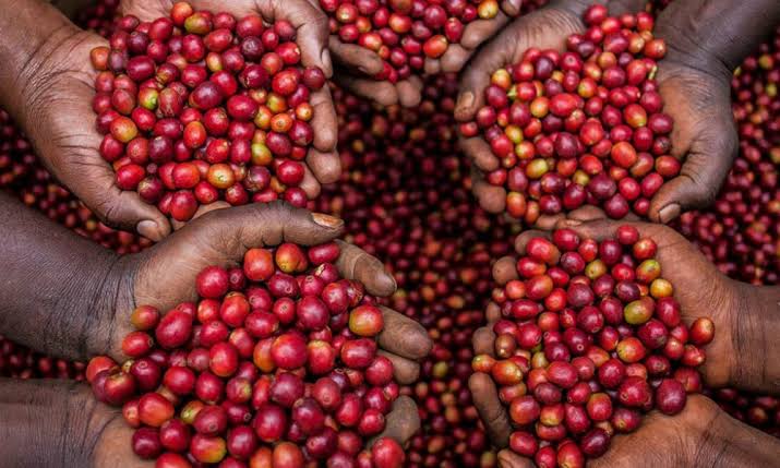 coffee beans
