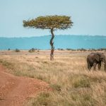 Kenya national Park