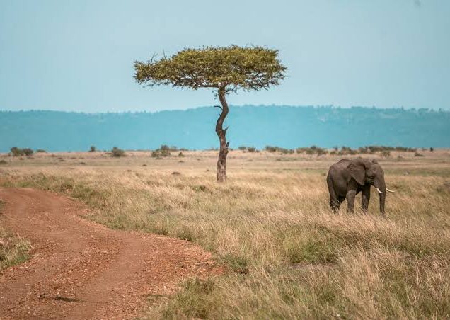 Kenya National Parks