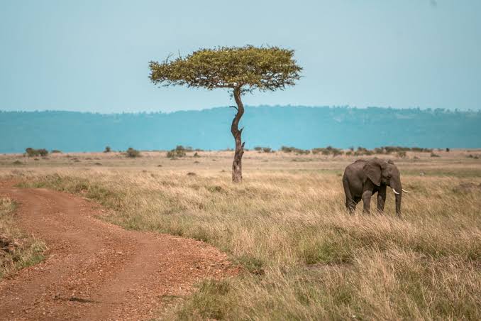 Kenya national Park