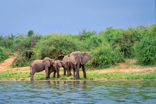 Kazinga elephants