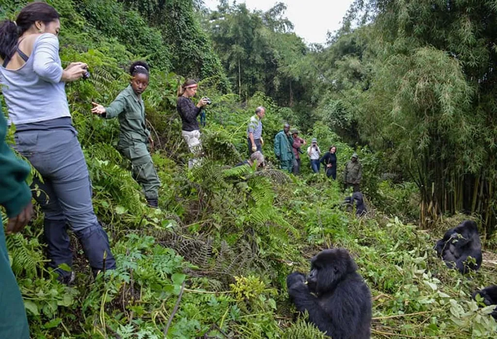 Clients on a gorilla trekking 