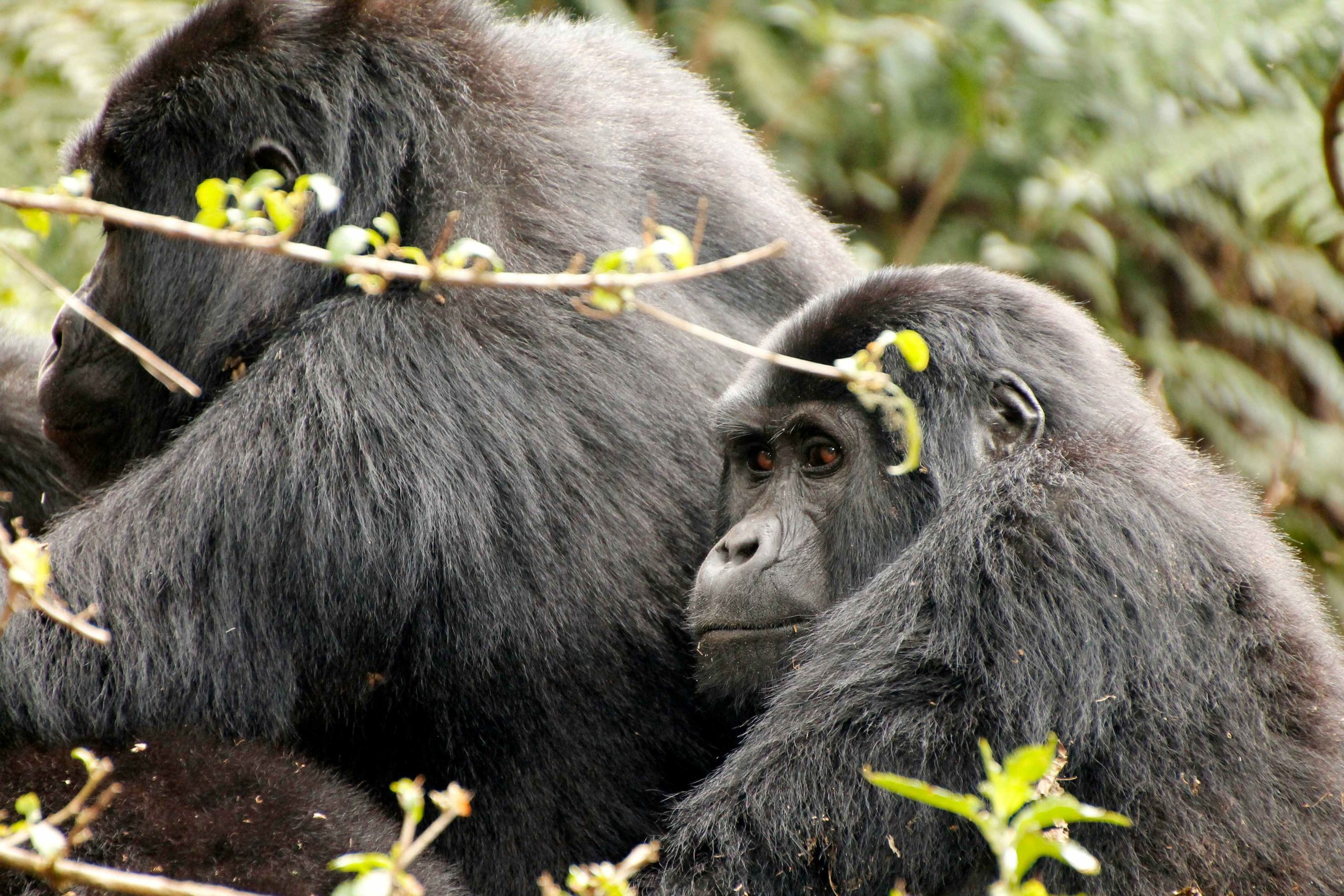 rwanda Gorillas
