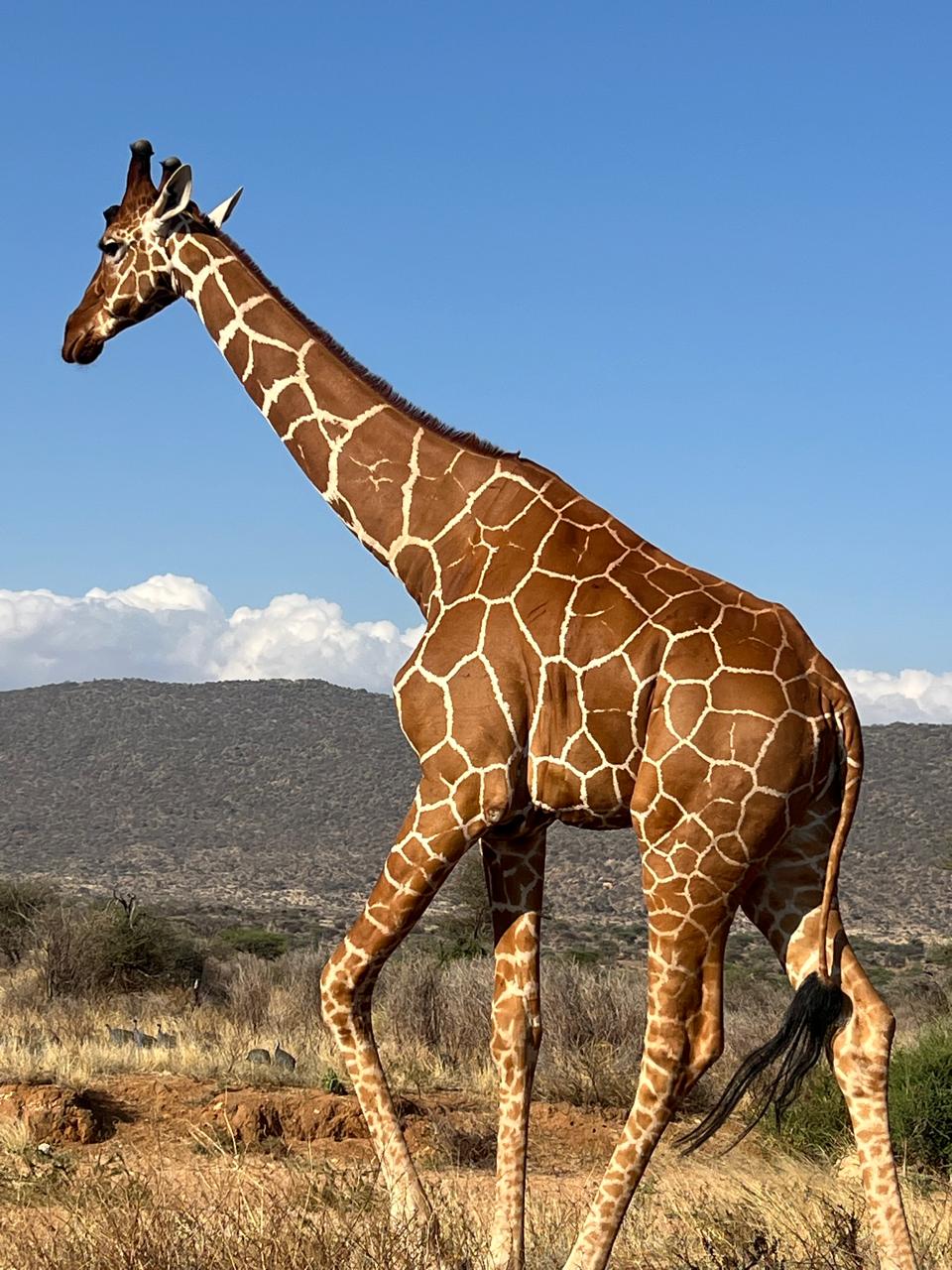 Giraffe