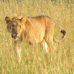 Lion