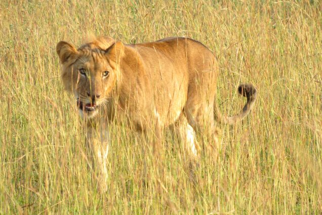 Lion