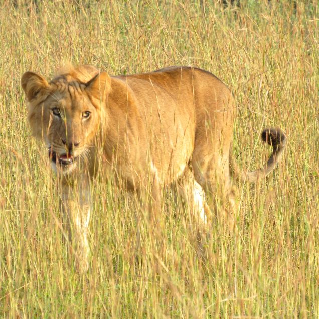 Uganda Safaris