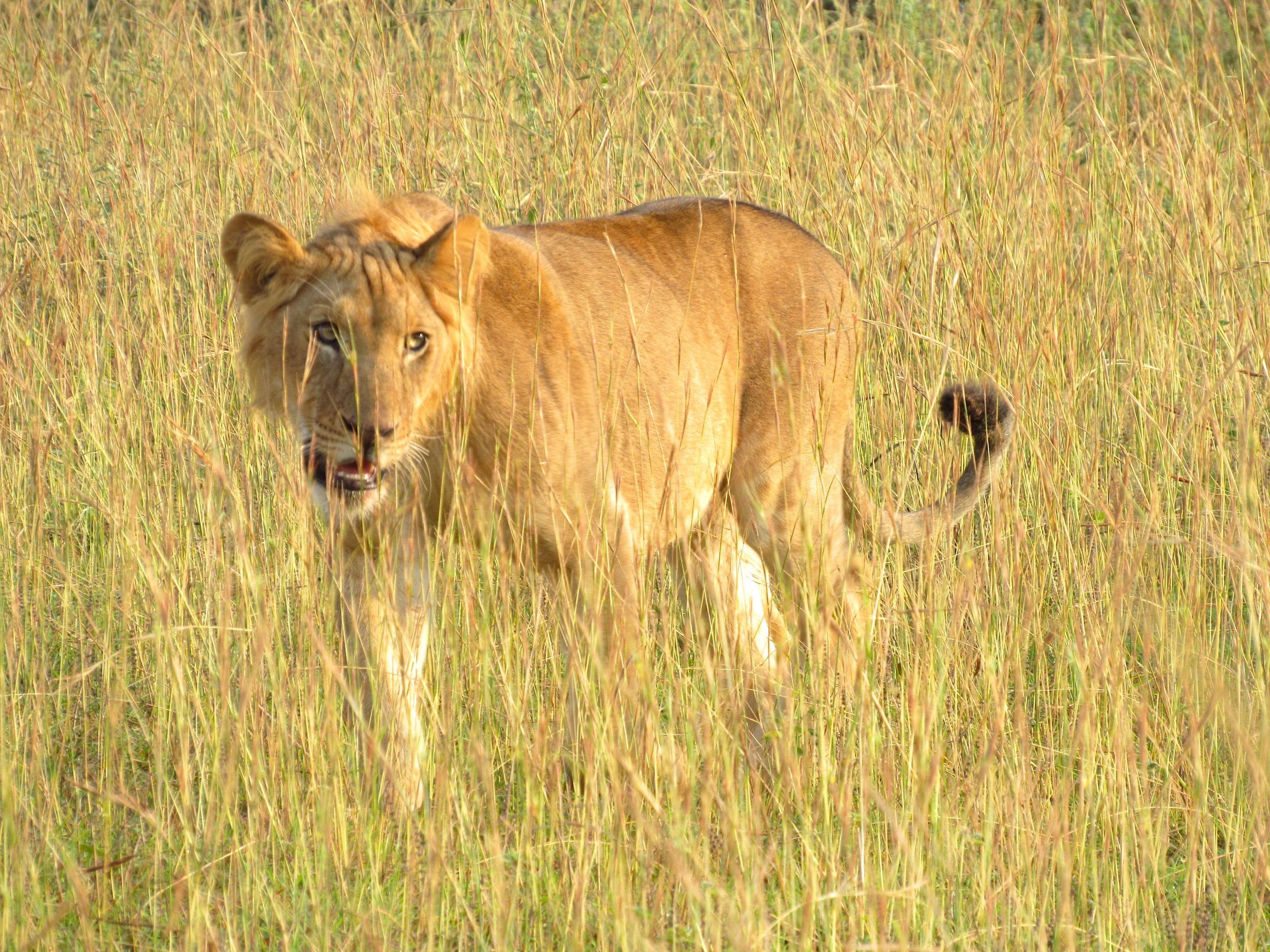 Lion