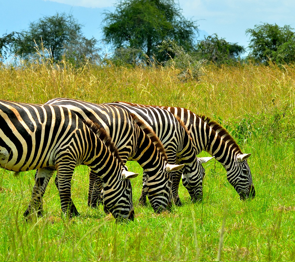 Zebras in Kidepo