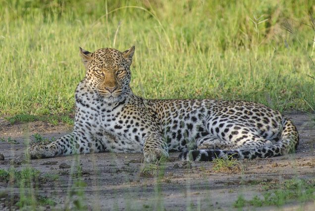 Leopard