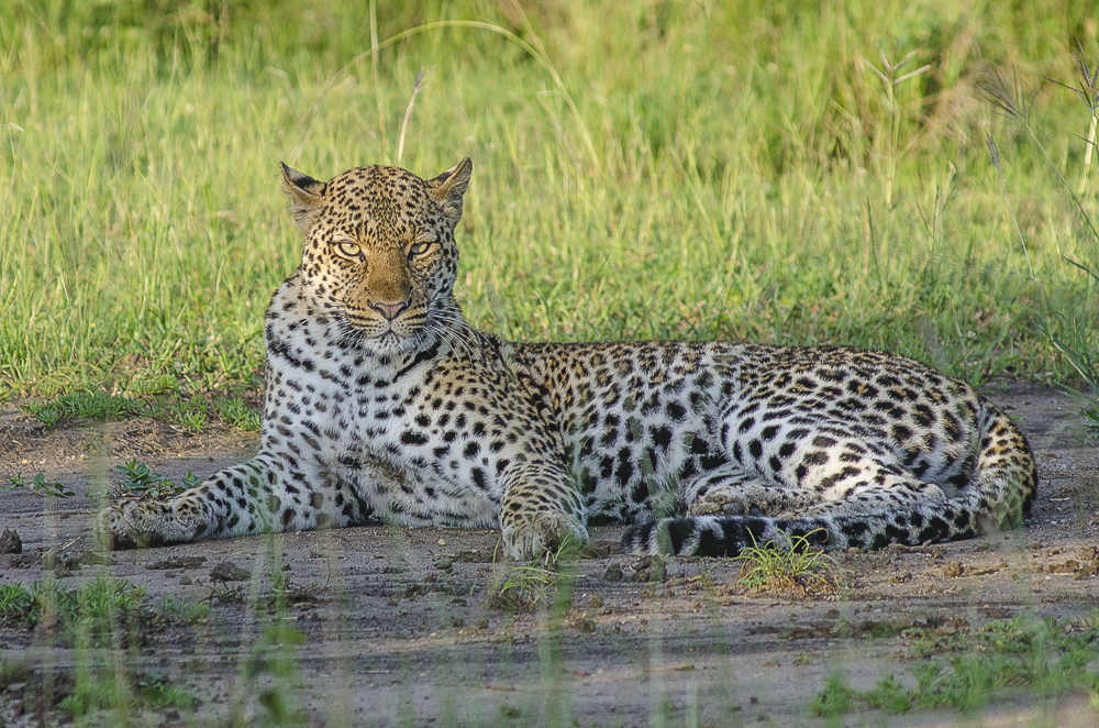 Leopard