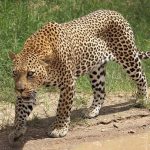 Akagera National Park