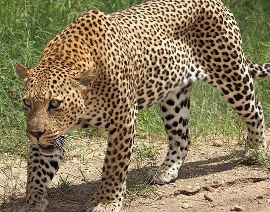 Akagera National Park