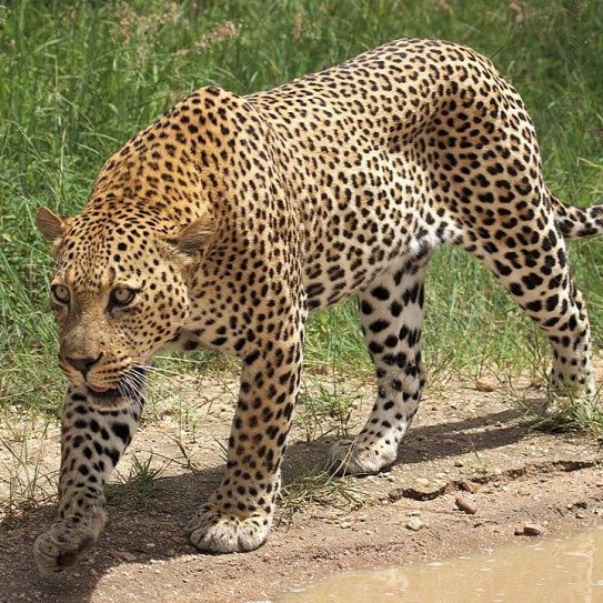 Akagera National Park
