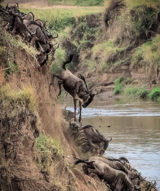 Kenya Safaris