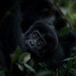 Baby Gorilla