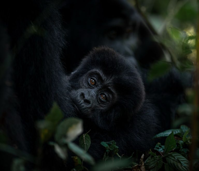 Baby Gorilla