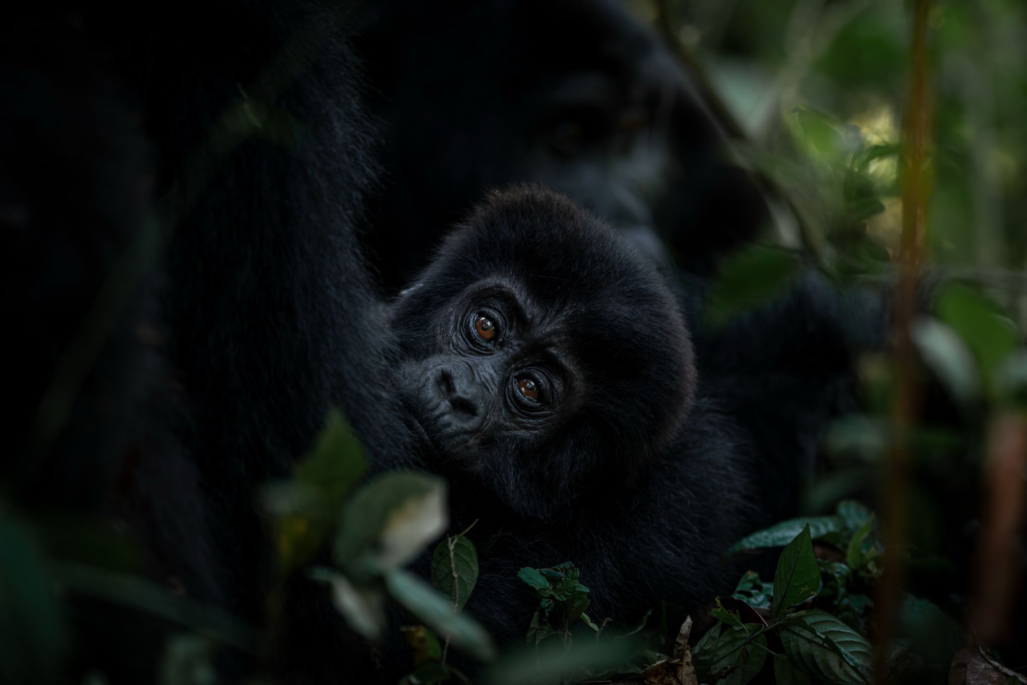 Baby Gorilla