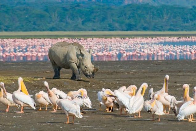 Rhino and Flamingos