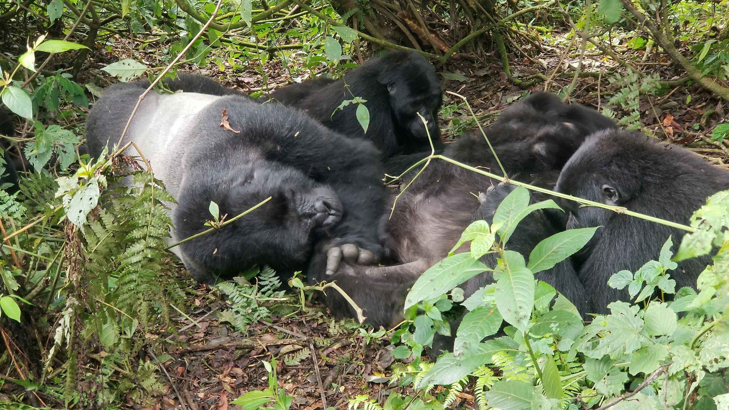 Silverback