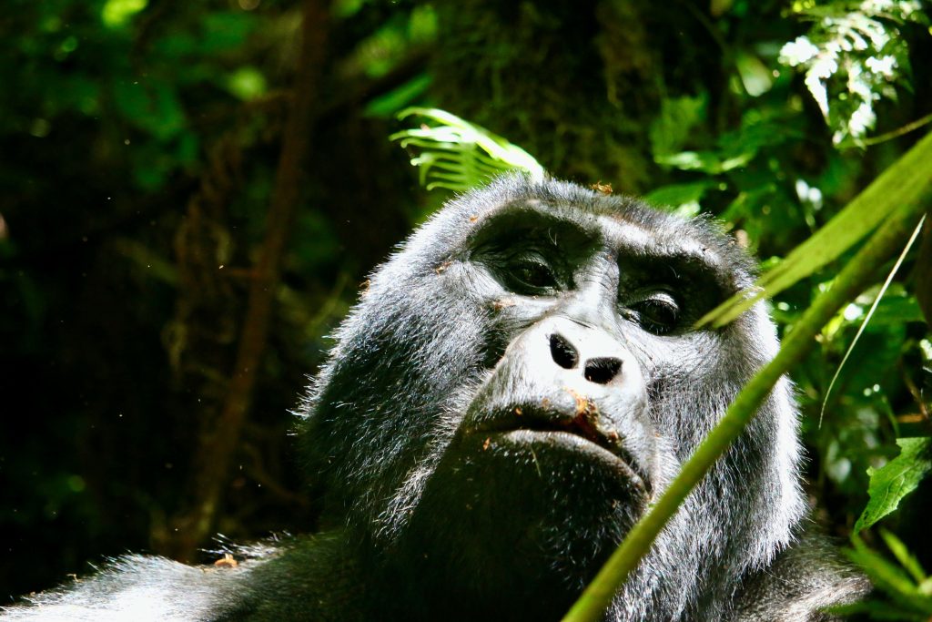 Gorilla Trekking in Uganda