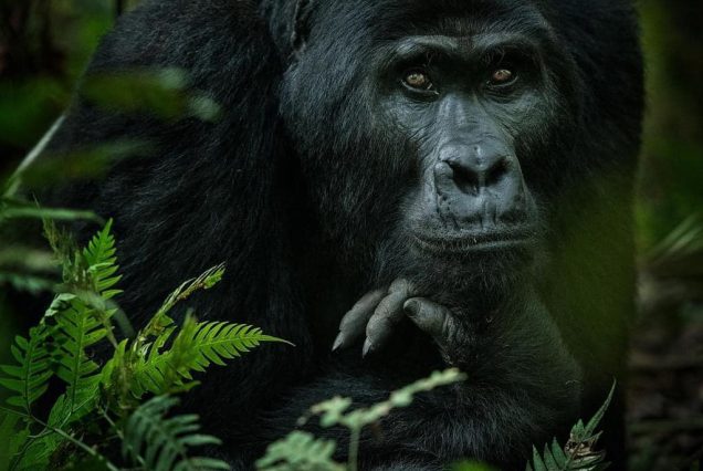 Rwanda National parks