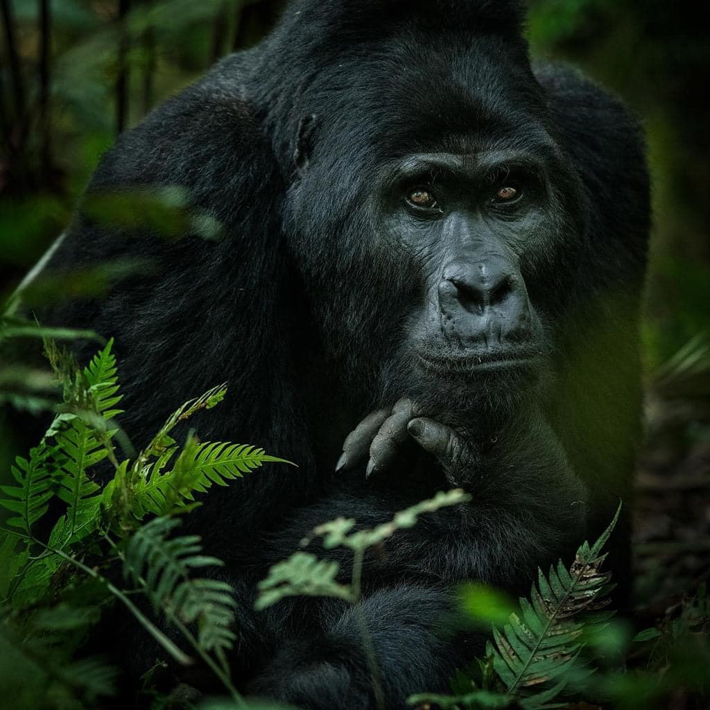 Rwanda National parks