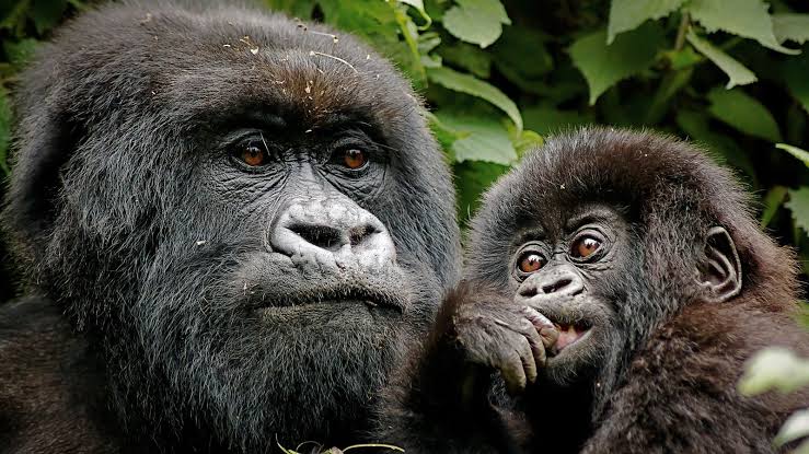 Gorilla trekking in Uganda Bwindi forest