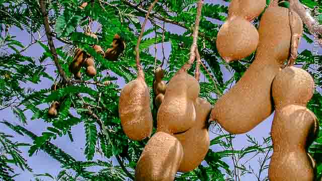 Tamarinds