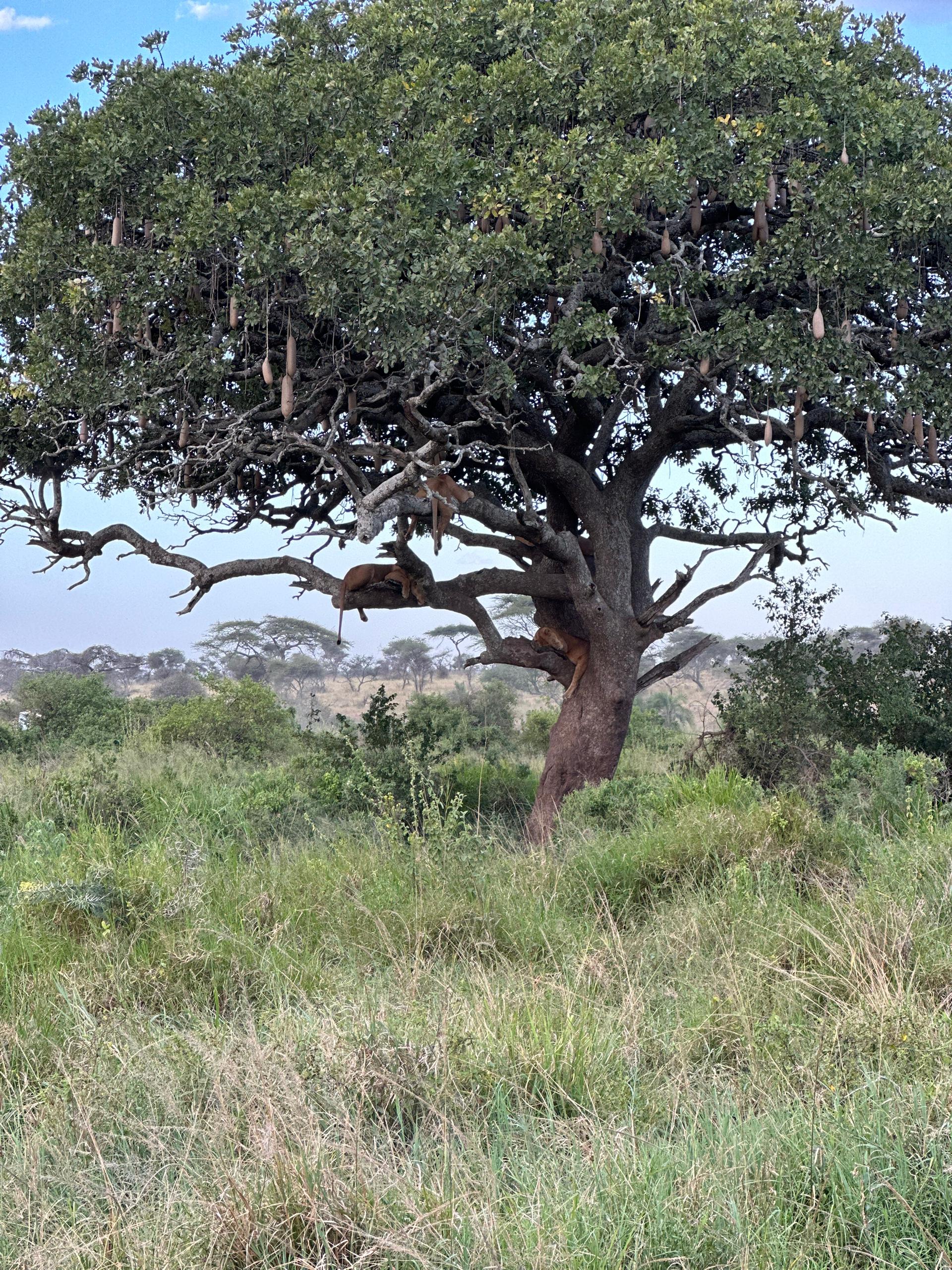 Tree Climbing lions in Lake Manyara