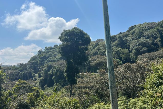 Canopy