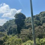 Nyungwe National Park