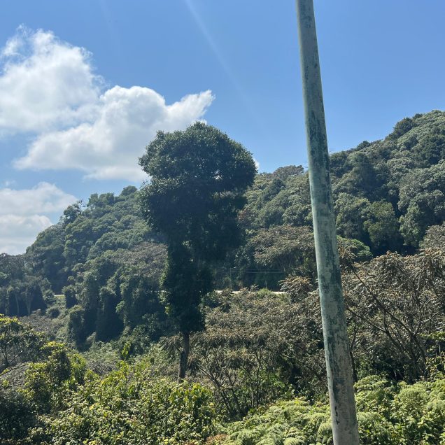 Nyungwe National Park