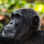 Chimpanzee