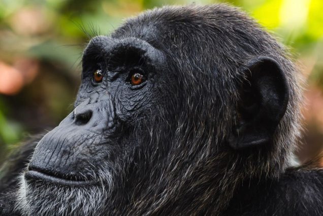 Chimpanzee