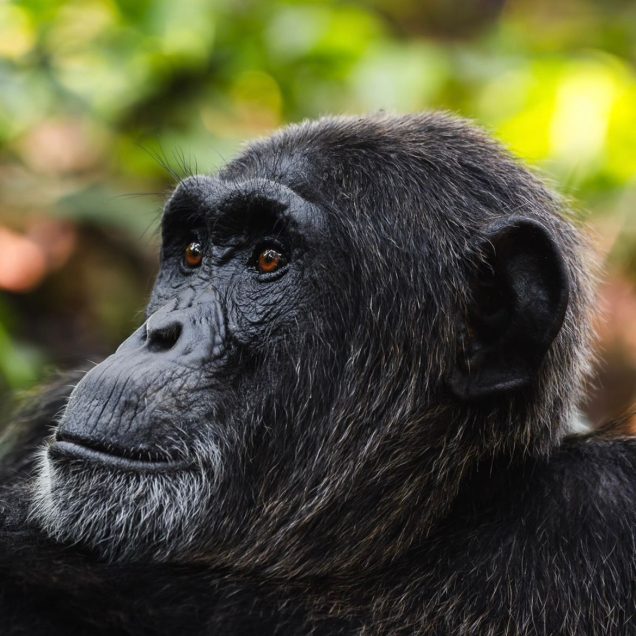 Kibale National Park